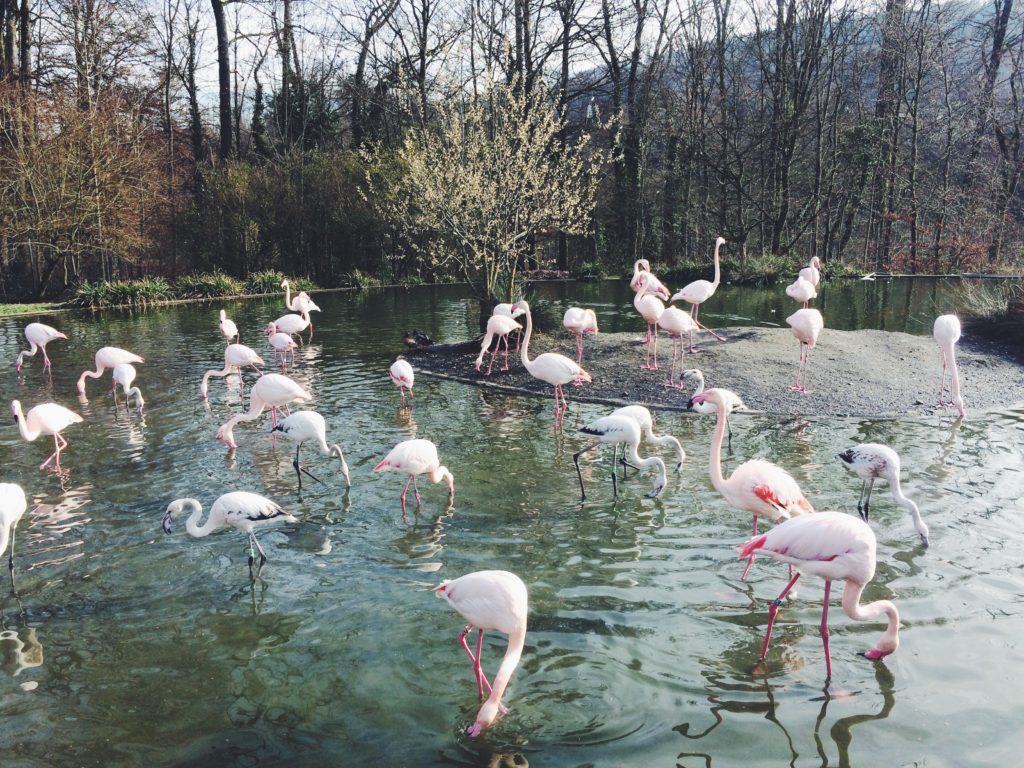 Tierpark, Berna